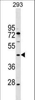 MAEA / EMP Antibody - MAEA Antibody western blot of 293 cell line lysates (35 ug/lane). The MAEA antibody detected the MAEA protein (arrow).