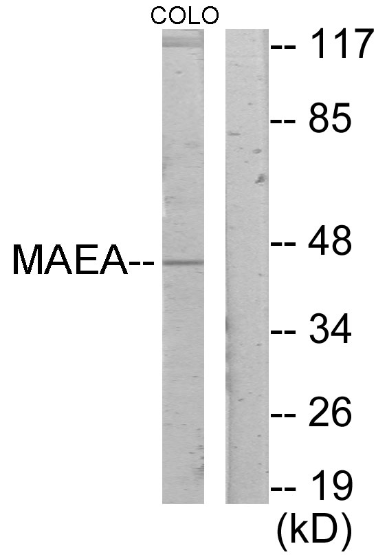 MAEA / EMP Antibody - Western blot analysis of lysates from COLO205 cells, using MAEA Antibody. The lane on the right is blocked with the synthesized peptide.