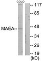 MAEA / EMP Antibody - Western blot analysis of lysates from COLO205 cells, using MAEA Antibody. The lane on the right is blocked with the synthesized peptide.