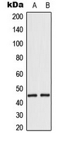MAEA / EMP Antibody - Western blot analysis of EMP expression in HepG2 (A); HeLa (B) whole cell lysates.