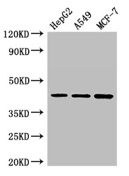 MAEA / EMP Antibody - Positive WB detected in:HepG2 whole cell lysate,A549 whole cell lysate,MCF-7 whole cell lysate;All lanes:MAEA antibody at 3?g/ml;Secondary;Goat polyclonal to rabbit IgG at 1/50000 dilution;Predicted band size: 46,41,37,27 KDa;Observed band size: 46 KDa;