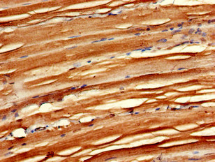 MAEA / EMP Antibody - Immunohistochemistry of paraffin-embedded human skeletal muscle tissue using MAEA Antibody at dilution of 1:100