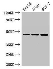 MAEA / EMP Antibody - Western Blot Positive WB detected in: HepG2 whole cell lysate, A549 whole cell lysate, MCF-7 whole cell lysate All lanes: MAEA antibody at 3µg/ml Secondary Goat polyclonal to rabbit IgG at 1/50000 dilution Predicted band size: 46, 41, 37, 27 kDa Observed band size: 46 kDa