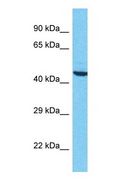 MAEA / EMP Antibody - Western blot of MAEA Antibody with human HepG2 Whole Cell lysate.  This image was taken for the unconjugated form of this product. Other forms have not been tested.