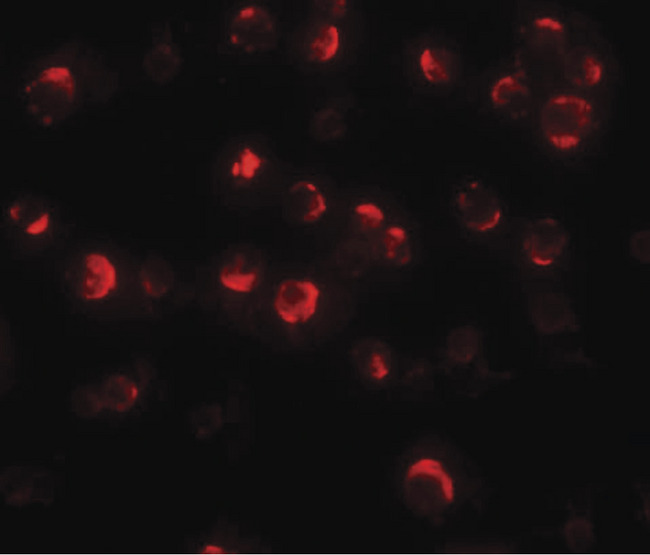 MAEL Antibody - Immunofluorescence of Maelstrom in HeLa cells with Maelstrom antibody at 20 ug/ml.