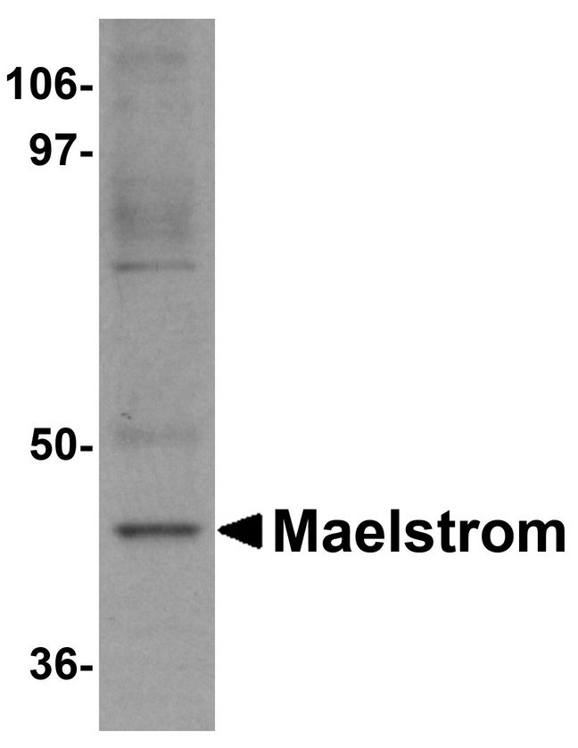 MAEL Antibody - Western blot analysis of Maelstrom in HeLa cell lysate with Maelstrom antibody at 1 ug/ml.
