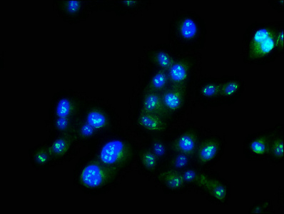 MAEL Antibody - Immunofluorescence staining of Hela cells with MAEL Antibody at 1:100, counter-stained with DAPI. The cells were fixed in 4% formaldehyde, permeabilized using 0.2% Triton X-100 and blocked in 10% normal Goat Serum. The cells were then incubated with the antibody overnight at 4°C. The secondary antibody was Alexa Fluor 488-congugated AffiniPure Goat Anti-Rabbit IgG(H+L).
