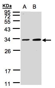 MAF1 Antibody - Sample (30 ug whole cell lysate). A: A431, B: MOLT4 . 12% SDS PAGE. MAF1 antibody diluted at 1:1000