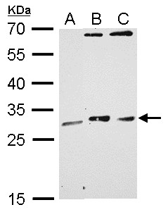 MAF1 Antibody - MAF1 antibody detects MAF1 protein by Western blot analysis. A. 30 ug GL261 whole cell lysate/extract. B. 30 ug BCL-1 whole cell lysate/extract. C. 30 ug Raw264.7 whole cell lysate/extract. 12 % SDS-PAGE. MAF1 antibody dilution:1:1000