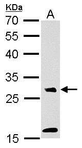 MAF1 Antibody - MAF1 antibody detects MAF1 protein by Western blot analysis. A. 30 ug PC-12 whole cell lysate/extract. 12 % SDS-PAGE. MAF1 antibody dilution:1:1000