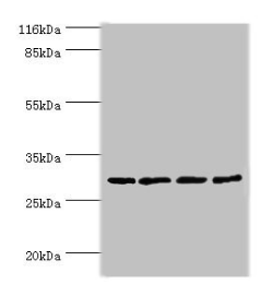 MAF1 Antibody - Western blot All lanes: MAF1 antibody at 2µg/ml Lane 1: MCF-7 whole cell lysate Lane 2: PC-3 whole cell lysate Lane 3: Mouse kidney tissue Lane 4: A431 whole cell lysate Secondary Goat polyclonal to rabbit IgG at 1/10000 dilution Predicted band size: 29 kDa Observed band size: 29 kDa