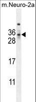 MAF1 Antibody - MAF1 Antibody western blot of mouse Neuro-2a cell line lysates (35 ug/lane). The MAF1 antibody detected the MAF1 protein (arrow).