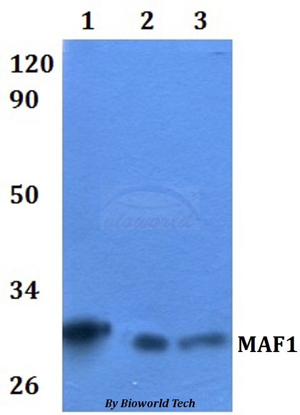 MAF1 Antibody - Western blot of MAF1 antibody at 1:500 dilution. Lane 1: HEK293T whole cell lysate. Lane 2: RAW264.7 whole cell lysate.