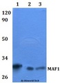 MAF1 Antibody - Western blot of MAF1 antibody at 1:500 dilution. Lane 1: HEK293T whole cell lysate. Lane 2: RAW264.7 whole cell lysate.
