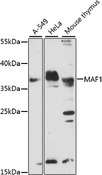 MAF1 Antibody - Western blot analysis of extracts of various cell lines, using MAF1 antibody at 1:1000 dilution. The secondary antibody used was an HRP Goat Anti-Rabbit IgG (H+L) at 1:10000 dilution. Lysates were loaded 25ug per lane and 3% nonfat dry milk in TBST was used for blocking. An ECL Kit was used for detection and the exposure time was 10s.