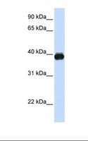 MAFA Antibody - Placenta lysate. Antibody concentration: 1.0 ug/ml. Gel concentration: 12%.  This image was taken for the unconjugated form of this product. Other forms have not been tested.