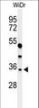 MAFA Antibody - Western blot of MAFA Antibody in WiDr cell line lysates (35 ug/lane). MAFA (arrow) was detected using the purified antibody.