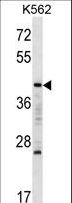 MAFA Antibody - MAFA Antibody western blot of K562 cell line lysates (35 ug/lane). The MAFA antibody detected the MAFA protein (arrow).