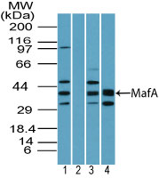 MAFA Antibody - Western blot of MafA in human liver lysate in the 1) absence and 2) presence of immunizing peptide, 3) mouse liver lysate and 4) rat liver lysate using Polyclonal Antibody to MafA at 0.25 ug/ml. Goat anti-rabbit Ig HRP secondary antibody, and PicoTect ECL substrate solution, were used for this test.