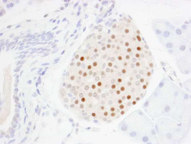 MAFA Antibody - Detection of Mouse MafA by Immunohistochemistry. Sample: FFPE section of mouse pancreatic islet. Antibody: Affinity purified rabbit anti-MafA used at a dilution of 1:250.