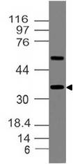 MAFA Antibody - Fig-1: Western blot analysis of Mafa. Anti-Mafa antibody was used at 1 µg/ml on h Kidney lysate.