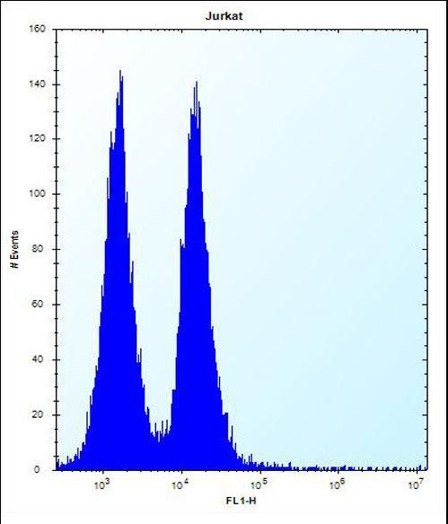 MAFB Antibody - MAFB Antibody flow cytometry of Jurkat cells (right histogram) compared to a negative control cell (left histogram). FITC-conjugated donkey-anti-rabbit secondary antibodies were used for the analysis.