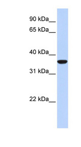 MAFB Antibody - MAFB antibody western blot of Muscle lysate.  This image was taken for the unconjugated form of this product. Other forms have not been tested.