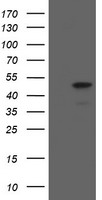 MAFB Antibody - HEK293T cells were transfected with the pCMV6-ENTRY control (Left lane) or pCMV6-ENTRY MAFB (Right lane) cDNA for 48 hrs and lysed. Equivalent amounts of cell lysates (5 ug per lane) were separated by SDS-PAGE and immunoblotted with anti-MAFB.
