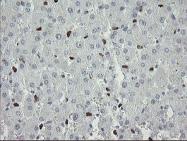 MAFB Antibody - IHC of paraffin-embedded Human liver tissue using anti-MAFB mouse monoclonal antibody. (Heat-induced epitope retrieval by 10mM citric buffer, pH6.0, 100C for 10min).