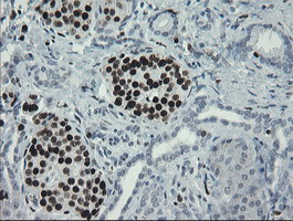MAFB Antibody - IHC of paraffin-embedded Human pancreas tissue using anti-MAFB mouse monoclonal antibody. (Heat-induced epitope retrieval by 10mM citric buffer, pH6.0, 100C for 10min).