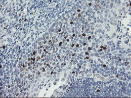 MAFB Antibody - IHC of paraffin-embedded Human tonsil using anti-MAFB mouse monoclonal antibody. (Heat-induced epitope retrieval by 10mM citric buffer, pH6.0, 100C for 10min).