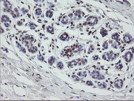 MAFB Antibody - IHC of paraffin-embedded Human breast tissue using anti-MAFB mouse monoclonal antibody.