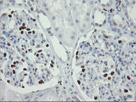 MAFB Antibody - IHC of paraffin-embedded Human Kidney tissue using anti-MAFB mouse monoclonal antibody.