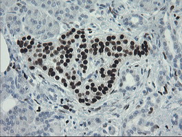 MAFB Antibody - IHC of paraffin-embedded Human pancreas tissue using anti-MAFB mouse monoclonal antibody.