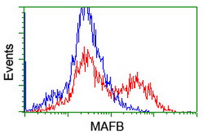 MAFB Antibody - HEK293T cells transfected with either overexpress plasmid (Red) or empty vector control plasmid (Blue) were immunostained by anti-MAFB antibody, and then analyzed by flow cytometry.