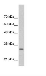 MAFB Antibody - HepG2 Cell Lysate.  This image was taken for the unconjugated form of this product. Other forms have not been tested.