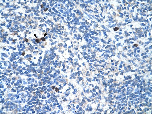 MAFB Antibody - MAFB antibody ARP33683_P050-NP_005452-MAFB(v-maf musculoaponeurotic fibrosarcoma oncogene homolog B (avian)) Antibody was used in IHC to stain formalin-fixed, paraffin-embedded human spleen.  This image was taken for the unconjugated form of this product. Other forms have not been tested.