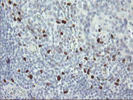 MAFB Antibody - IHC of paraffin-embedded Human tonsil using anti-MAFB mouse monoclonal antibody.