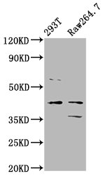 MAFB Antibody - Western Blot Positive WB detected in: 293T whole cell lysate, Raw264.7 whole cell lysate All Lanes: MAFB antibody at 3.2µg/ml Secondary Goat polyclonal to rabbit IgG at 1/50000 dilution Predicted band size: 36 KDa Observed band size: 36 KDa