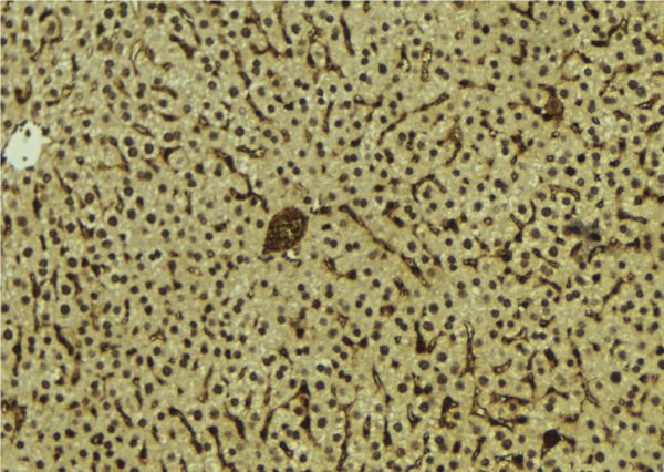 MAFB Antibody - 1:100 staining mouse liver tissue by IHC-P. The sample was formaldehyde fixed and a heat mediated antigen retrieval step in citrate buffer was performed. The sample was then blocked and incubated with the antibody for 1.5 hours at 22°C. An HRP conjugated goat anti-rabbit antibody was used as the secondary.