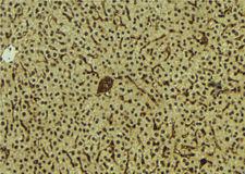 MAFB Antibody - 1:100 staining mouse liver tissue by IHC-P. The sample was formaldehyde fixed and a heat mediated antigen retrieval step in citrate buffer was performed. The sample was then blocked and incubated with the antibody for 1.5 hours at 22°C. An HRP conjugated goat anti-rabbit antibody was used as the secondary.