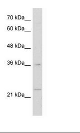 MAFB Antibody - HepG2 Cell Lysate.  This image was taken for the unconjugated form of this product. Other forms have not been tested.