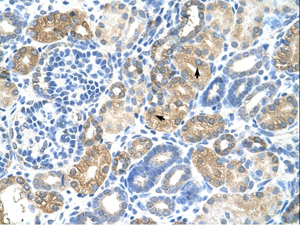 MAFB Antibody - MAFB antibody ARP33682_T100-NP_005452-MAFB(v-maf musculoaponeurotic fibrosarcoma oncogene homolog B (avian)) Antibody was used in IHC to stain formalin-fixed, paraffin-embedded human kidney.  This image was taken for the unconjugated form of this product. Other forms have not been tested.