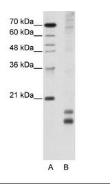 MAFF Antibody - A: Marker, B: HepG2 Cell Lysate.  This image was taken for the unconjugated form of this product. Other forms have not been tested.