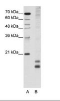 MAFF Antibody - A: Marker, B: HepG2 Cell Lysate.  This image was taken for the unconjugated form of this product. Other forms have not been tested.