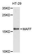 MAFF Antibody - Western blot analysis of extracts of HT-29 cells, using MAFF antibody at 1:3000 dilution. The secondary antibody used was an HRP Goat Anti-Rabbit IgG (H+L) at 1:10000 dilution. Lysates were loaded 25ug per lane and 3% nonfat dry milk in TBST was used for blocking. An ECL Kit was used for detection and the exposure time was 90s.