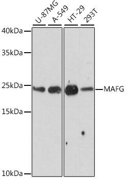 MAFG Antibody - Western blot analysis of extracts of various cell lines using MAFG Polyclonal Antibody at dilution of 1:1000.
