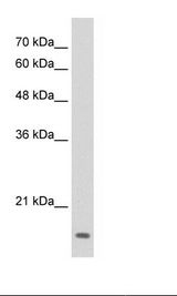 MAFG Antibody - HepG2 Cell Lysate.  This image was taken for the unconjugated form of this product. Other forms have not been tested.