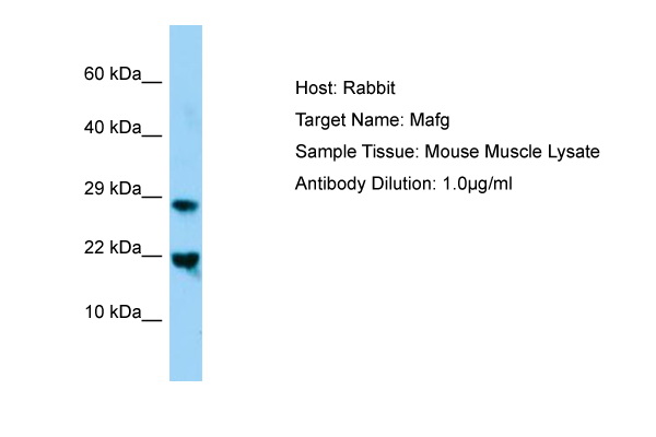 MAFG Antibody -  This image was taken for the unconjugated form of this product. Other forms have not been tested.