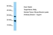 MAFG Antibody -  This image was taken for the unconjugated form of this product. Other forms have not been tested.